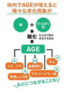 AGEによる老化現象.jpg