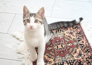ペルシャ猫の画像.jpg