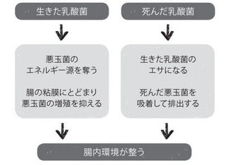 乳酸菌で腸内環境が整う流れの画像.jpg