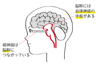 視神経の画像.png